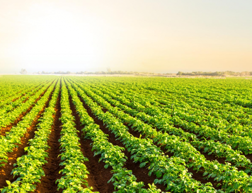 94. Developing a 10-year plan for the arable and horticultural sector